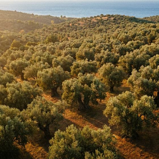 Ελαιόκτημα στη Χαλκιδική στο χρυσό φως του απογεύματος